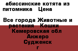 абиссинские котята из питомника › Цена ­ 15 000 - Все города Животные и растения » Кошки   . Кемеровская обл.,Анжеро-Судженск г.